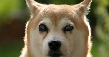 30-Day Shiba Inu Adoption Timeline for New Owners